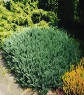 Можжевельник горизонтальный Агнесс  Juniperus horizontalis      Agnes